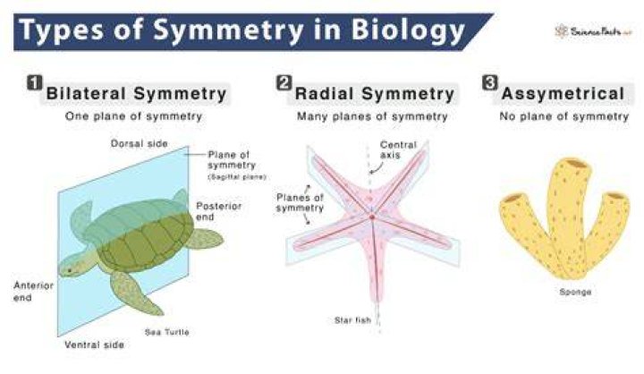 Which invertebrate group(s) exhibits) radial symmetry?