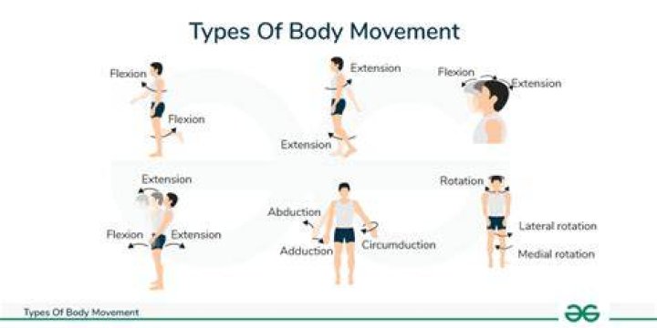 Which of the following is/are the simplest joint movements)?