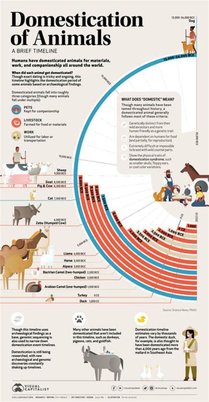 Which of these is an example of humans domesticating animals?