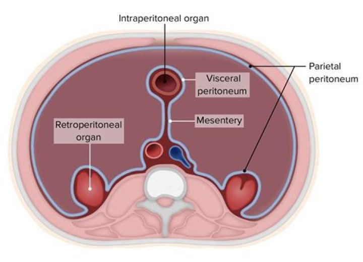 Which organs are secondarily retroperitoneal?