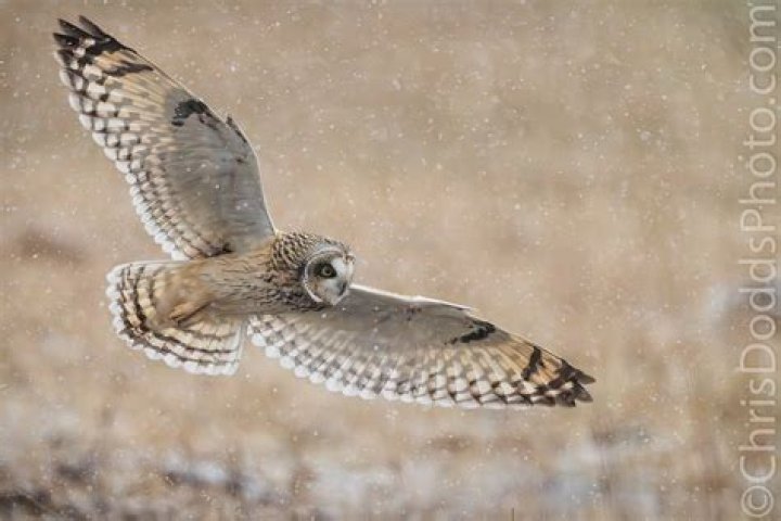 Who eats the short-eared owl?
