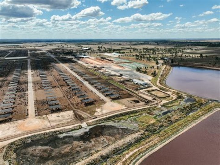 Who owns grassdale feedlot?