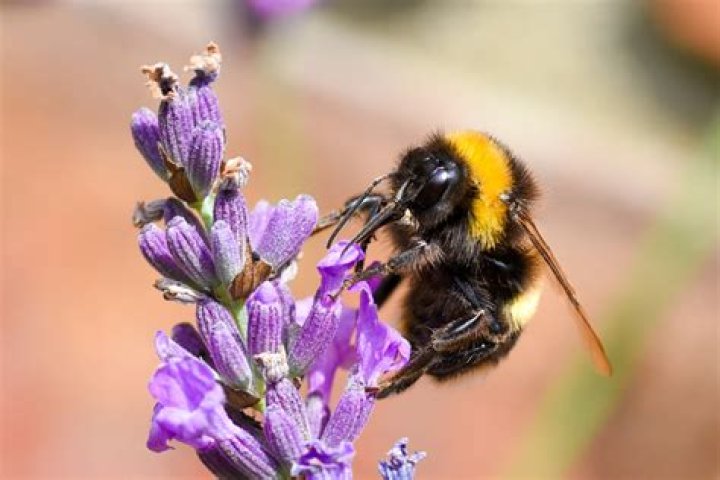Why are bumble bees endangered?