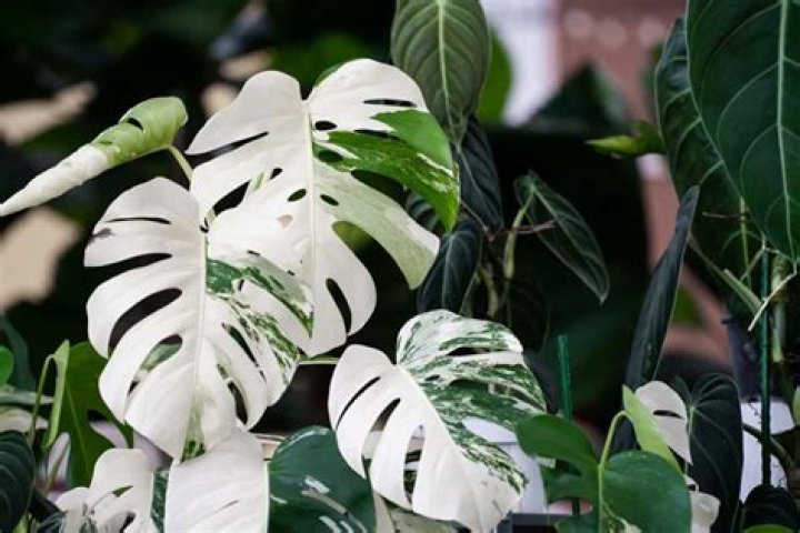 Why are monstera albo so expensive?