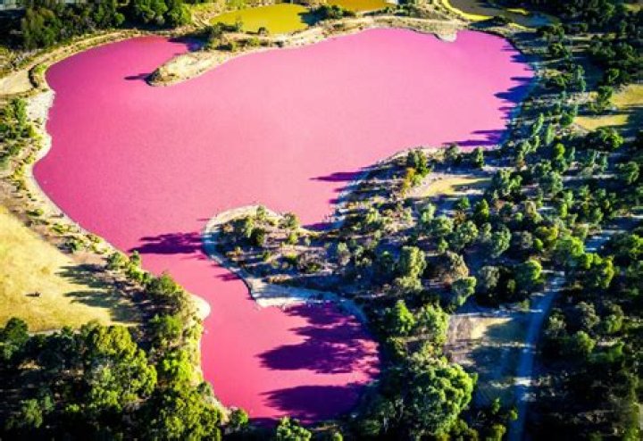 Why are pink lakes pink?