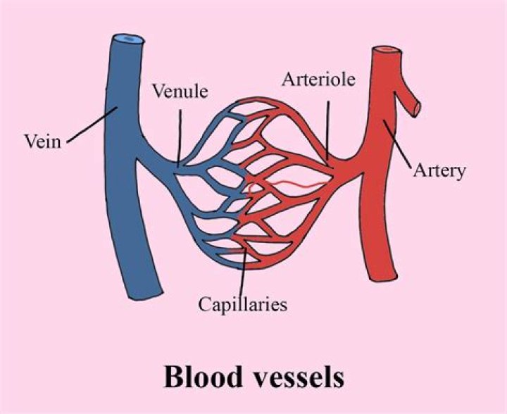 Why capillaries are thin walled?