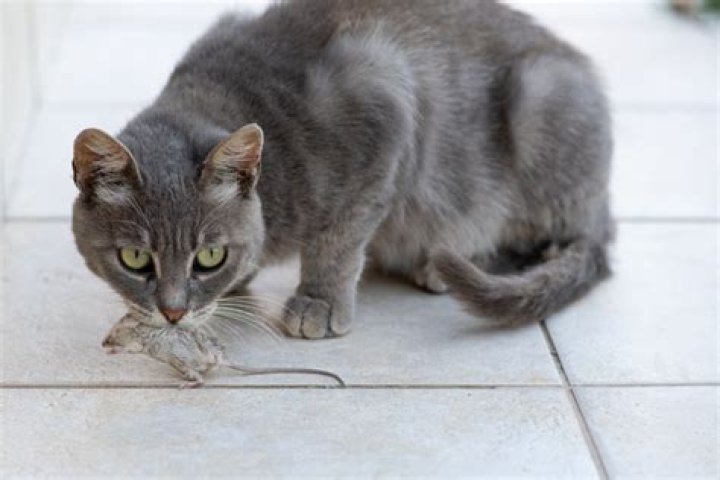 Why do cats hunt mice?