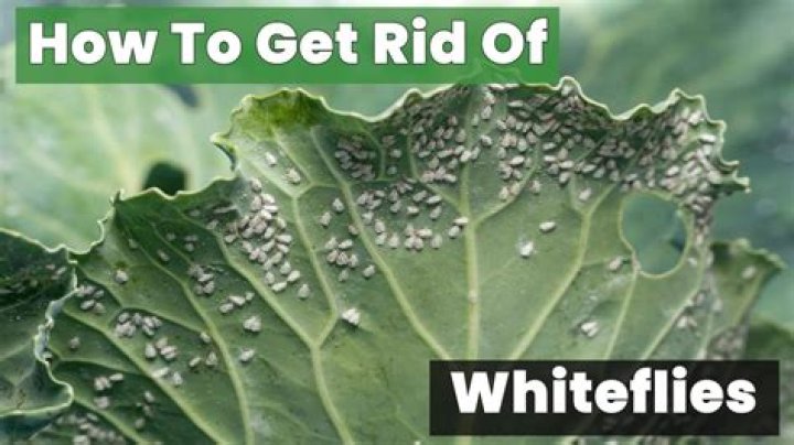 Why do you get whiteflies?