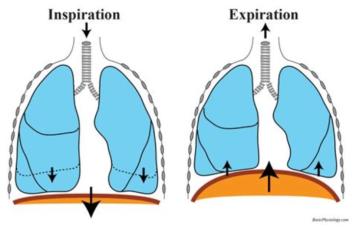 Why is exhalation passive?