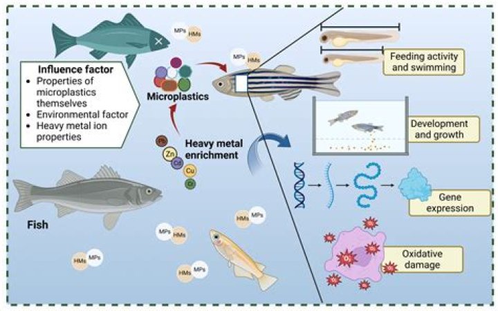 Why is s.pombe a good model organism?
