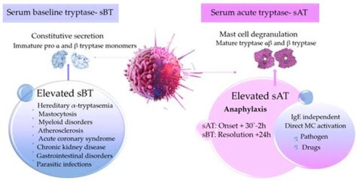 Why test tryptase levels?