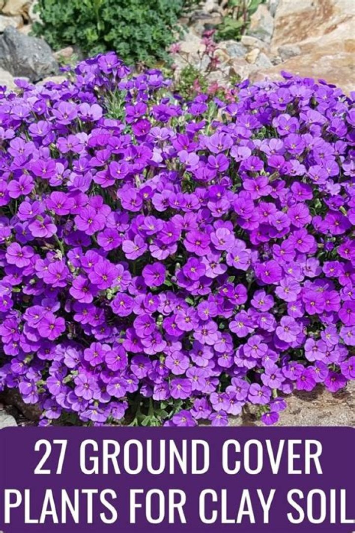 Will asters grow in clay soil?