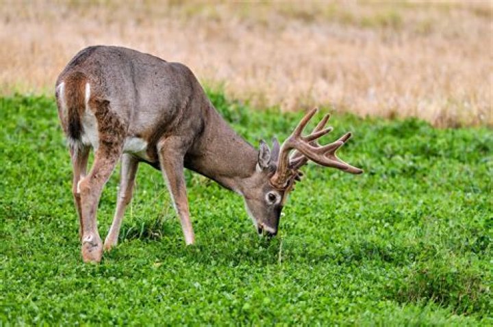 Will deer eat cyclamen?