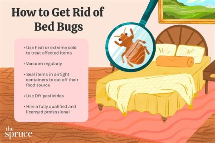 Will hoovering get rid of bed bugs?