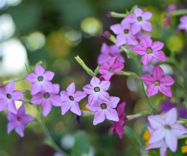 Will nicotiana grow in shade?