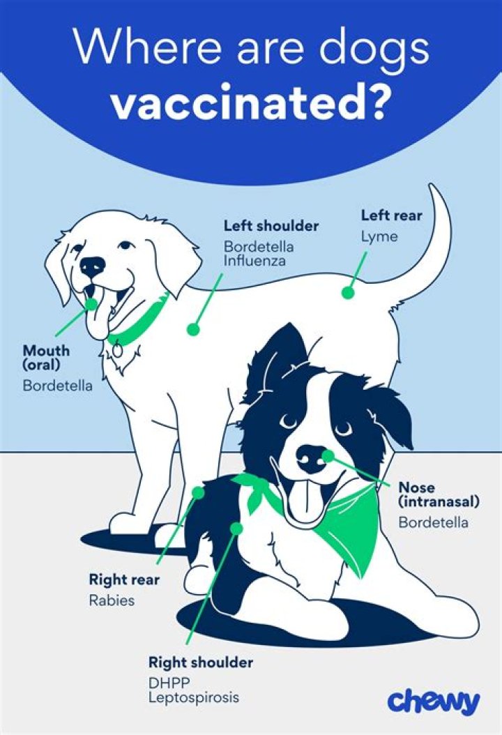 Will the bordetella booster make dog sick?