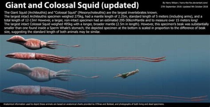 Would a giant squid eat a human?